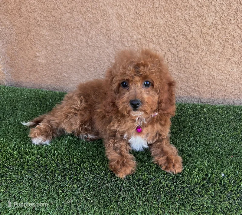 Ella – Cavapoo puppy for sale in Hesperia, CA