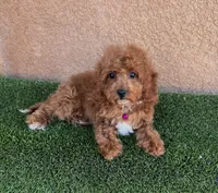 Ella, a female Cavapoo for sale in Hesperia, CA – 1 of 2