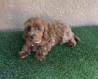 Julie, a female Cavapoo for sale in Hesperia, CA – 4 of 4