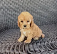 Lucy, a female Cavapoo for sale in Hesperia, CA – 2 of 3