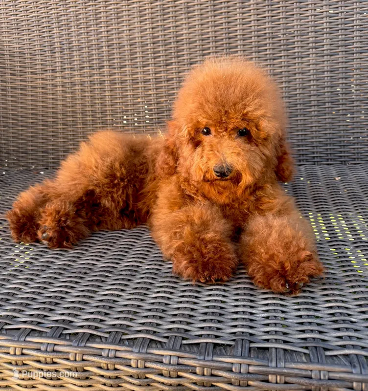 Koby – Poodle - Miniature  puppy for sale in Hesperia, CA