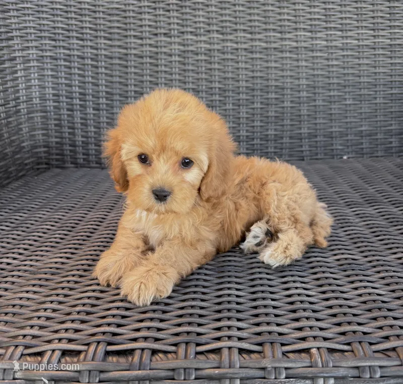 Lucy – Cavapoo puppy for sale in Hesperia, CA