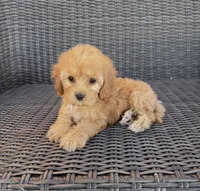 Lucy, a female Cavapoo for sale in Hesperia, CA – 1 of 3