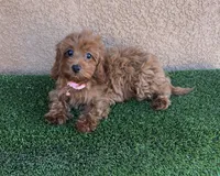 Julie, a female Cavapoo for sale in Hesperia, CA – 3 of 4