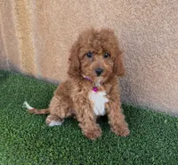 Ella, a female Cavapoo for sale in Hesperia, CA – 2 of 2