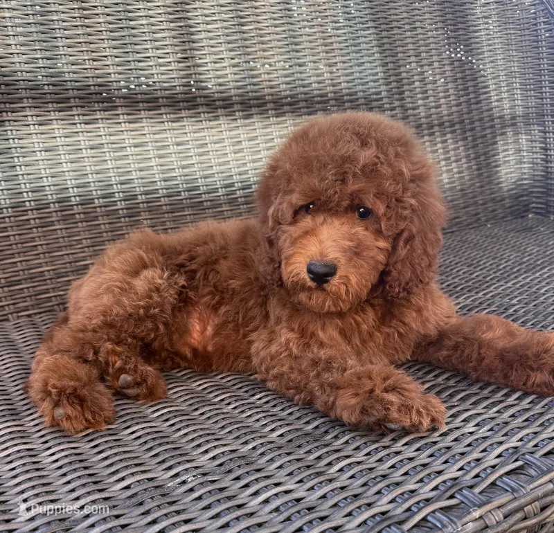 Ollie – Goldendoodle puppy for sale in Hesperia, CA