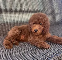 Ollie, a male Goldendoodle for sale in Hesperia, CA – 1 of 1