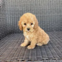 Lucy, a female Cavapoo for sale in Hesperia, CA – 3 of 3