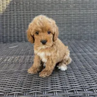 Milo, a male Cavapoo for sale in Hesperia, CA – 2 of 3
