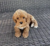 Milo, a male Cavapoo for sale in Hesperia, CA – 3 of 3