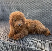 Saylah, a female Goldendoodle for sale in Hesperia, CA – 2 of 2