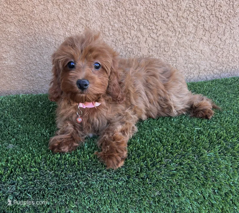 Julie – Cavapoo puppy for sale in Hesperia, CA