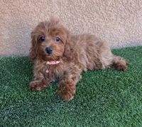 Julie, a female Cavapoo for sale in Hesperia, CA – 1 of 4