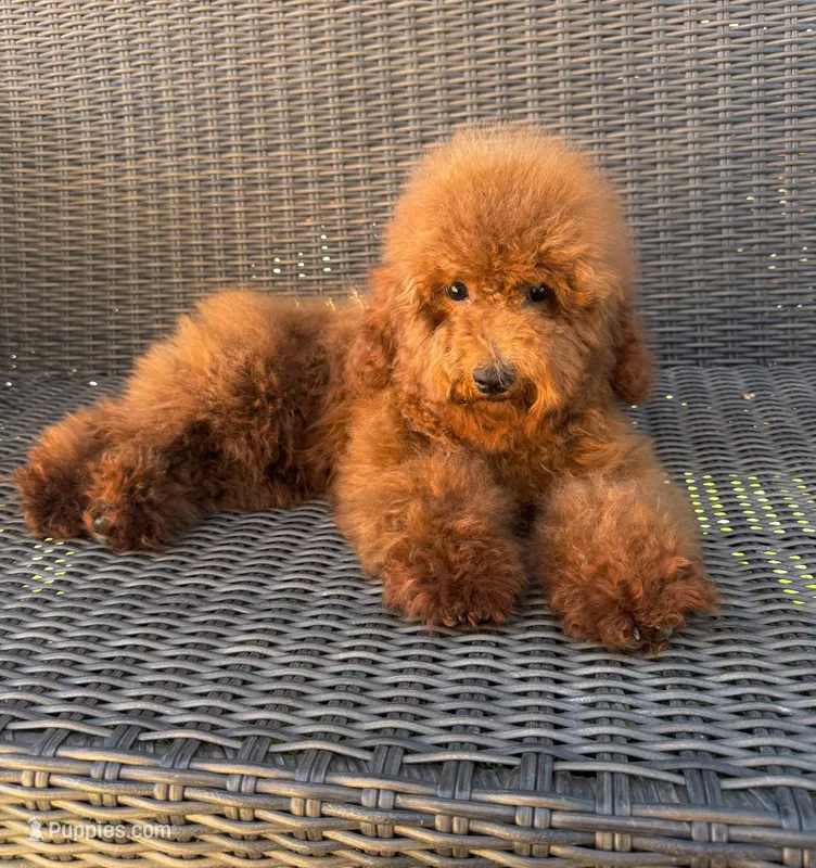 Koby – Poodle - Miniature  puppy for sale in Hesperia, CA