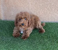 Cody, a male Cavapoo for sale in Hesperia, CA – 2 of 2
