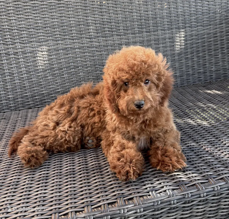 Saylah – Goldendoodle puppy for sale in Hesperia, CA