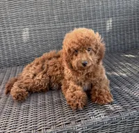 Saylah, a female Goldendoodle for sale in Hesperia, CA – 1 of 2