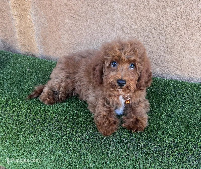 Cody – Cavapoo puppy for sale in Hesperia, CA