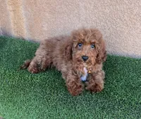 Cody, a male Cavapoo for sale in Hesperia, CA – 1 of 2