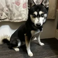 processed/961f3a80-8f7b-4a92-b61d-9c9d4774bc89/facility/0b43b4be-6c2c-4682-9fa5-518238488671