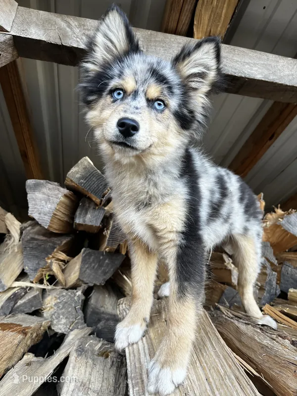 Uki – Alaskan Klee Kai, Pomsky puppy for sale in Elkhart, IN
