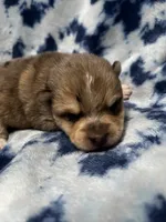 TukTuk, a male Alaskan Klee Kai and Pomsky for sale in Elkhart, IN – 2 of 5
