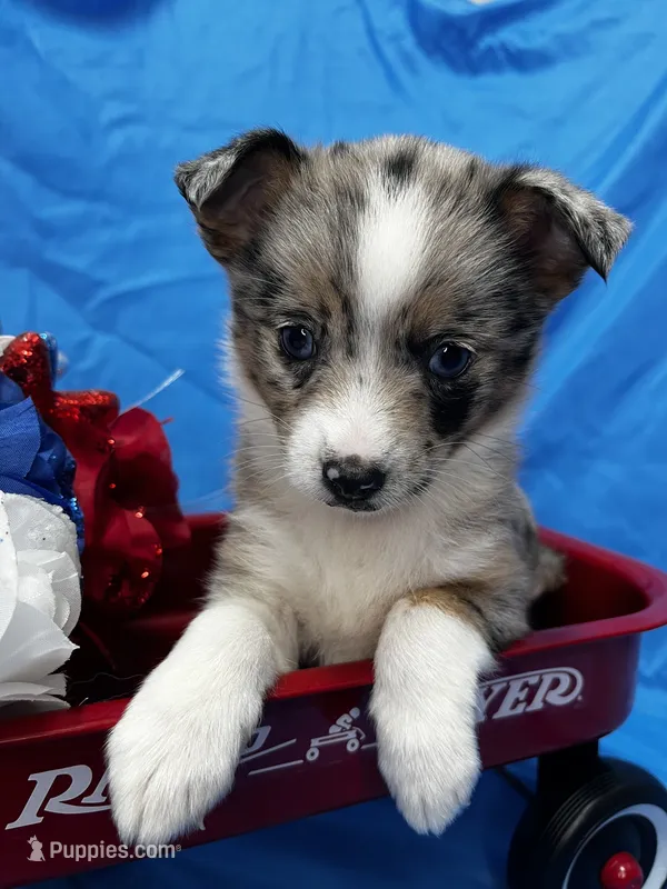 DeeDee - Blue Eyes! – Alaskan Klee Kai, Toy Australian Shepherd puppy for sale in Elkhart, IN