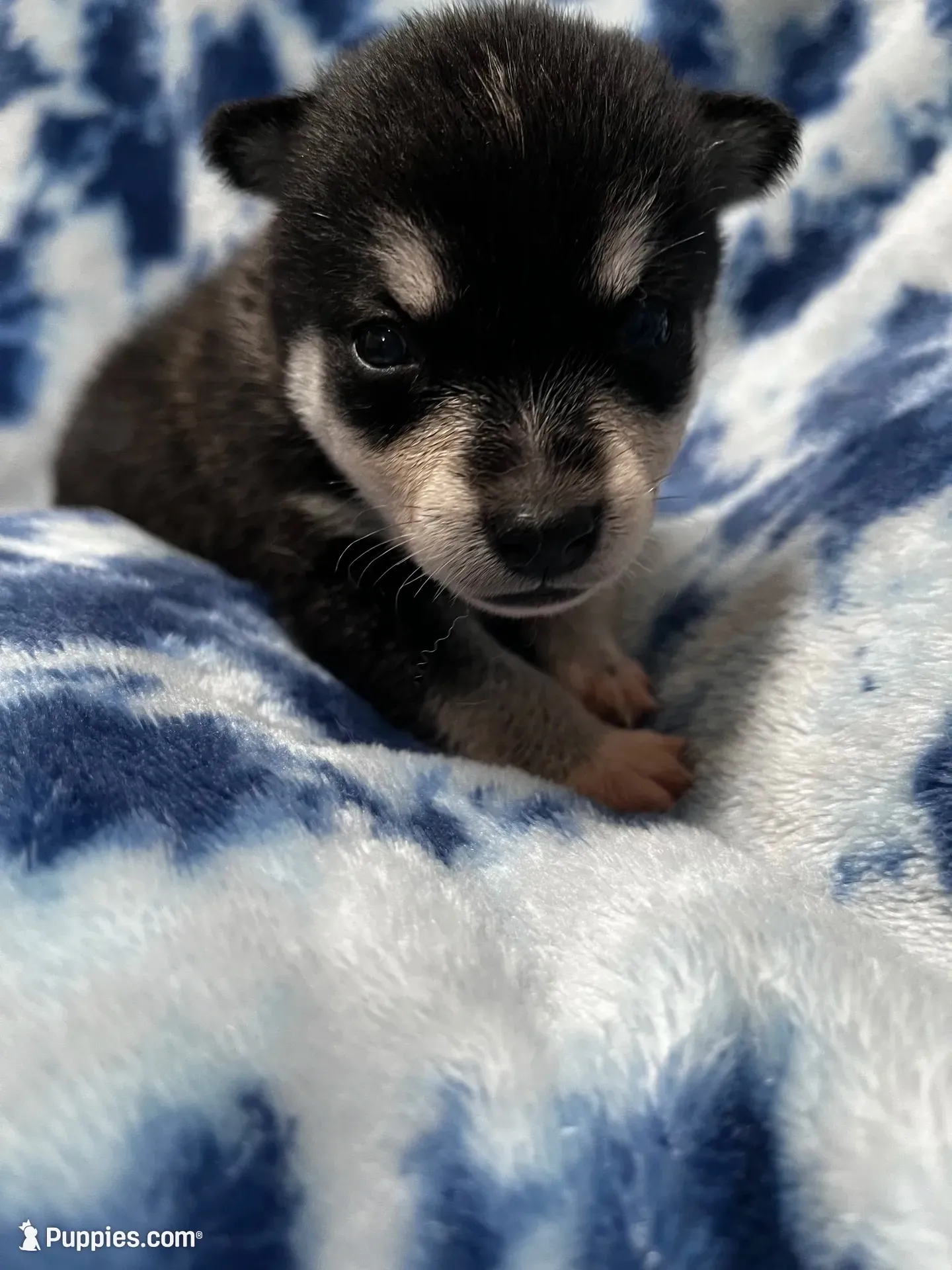 Firefly, a male Alaskan Klee Kai for sale in Elkhart, IN – 1 of 4
