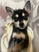 Ender - Blue Eyes!, a male Alaskan Klee Kai for sale in Elkhart, IN – 2 of 6