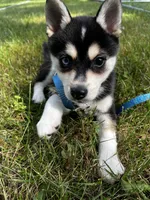 Uriah, a male Alaskan Klee Kai for sale in Elkhart, IN – 2 of 8