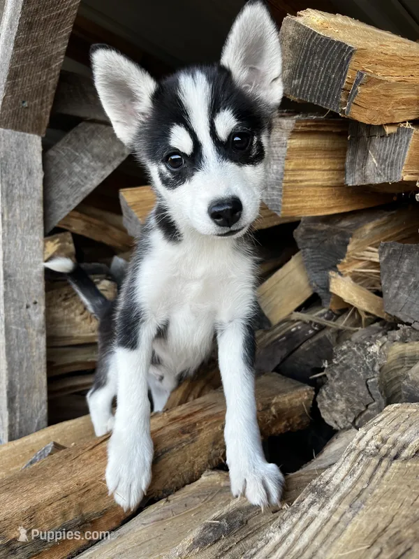 Valentino – Alaskan Klee Kai, Pomsky puppy for sale in Elkhart, IN
