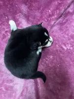 processed/961f3a80-8f7b-4a92-b61d-9c9d4774bc89/listing/0d36ee52-cc96-4987-8853-d1f2639acc6c/c230687e-fc9d-4059-928a-8b73ade885de