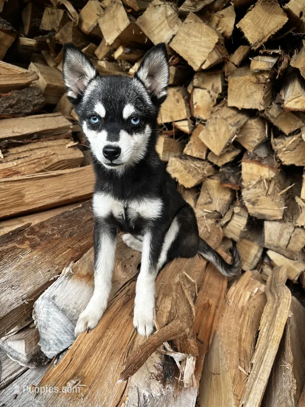 Grant - Toy Size – Alaskan Klee Kai puppy for sale in Elkhart, IN