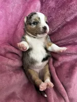 Eowyn, a female Alaskan Klee Kai and Toy Australian Shepherd for sale in Elkhart, IN – 5 of 5