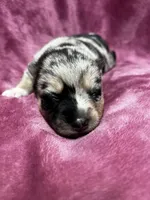 Sisu, a female Pomeranian and Alaskan Klee Kai for sale in Elkhart, IN – 3 of 6