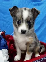 DeeDee - Blue Eyes!, a female Alaskan Klee Kai and Toy Australian Shepherd for sale in Elkhart, IN – 2 of 8