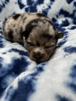Uki, a male Alaskan Klee Kai and Pomsky for sale in Elkhart, IN – 2 of 5