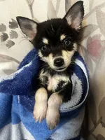 Firefly - Petite, a male Alaskan Klee Kai for sale in Elkhart, IN – 3 of 7
