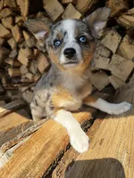 Eowyn - Blue Eyes!, a female Alaskan Klee Kai and Toy Australian Shepherd for sale in Elkhart, IN – 3 of 9