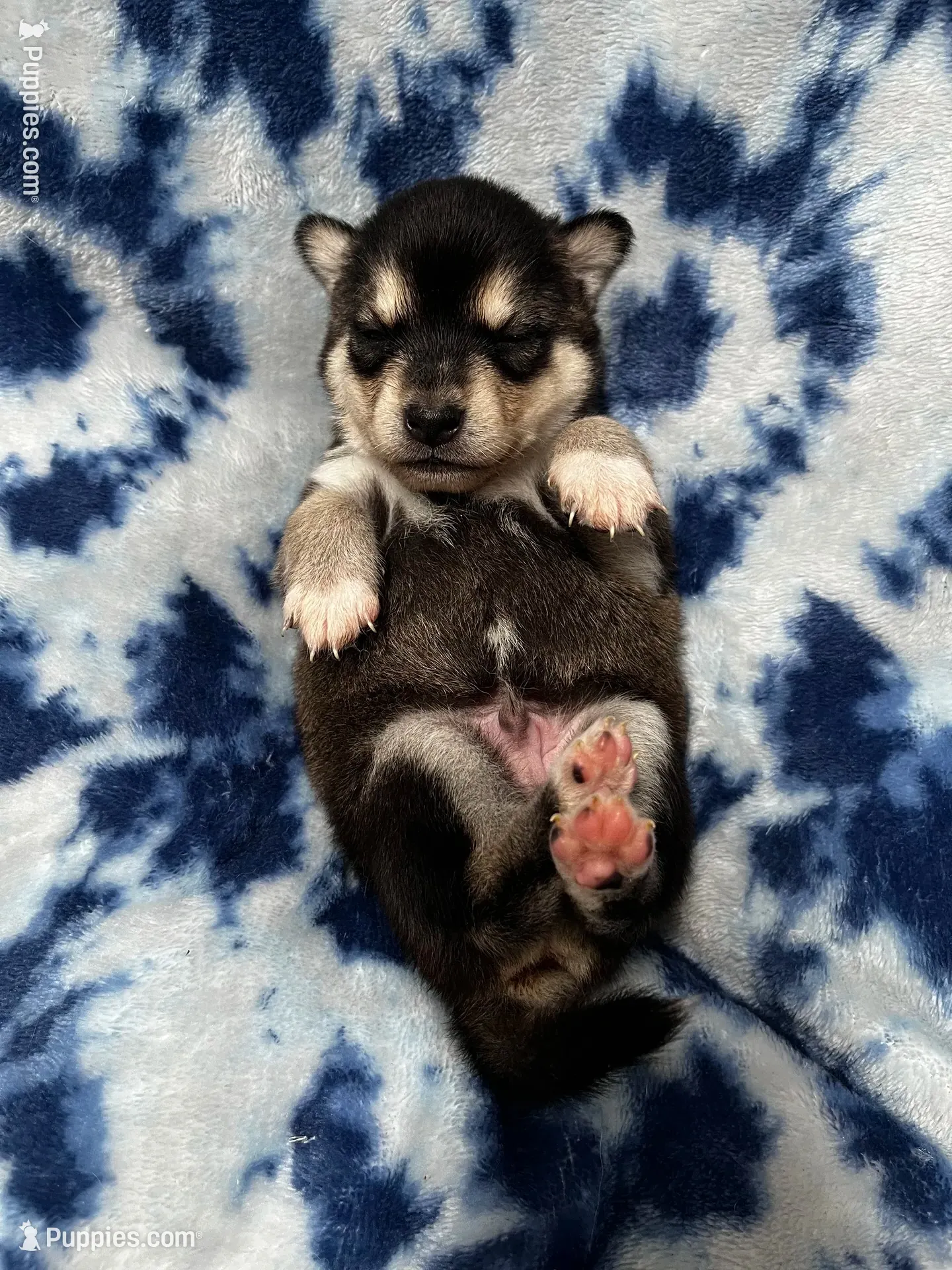 Grant - Petite, a male Alaskan Klee Kai for sale in Elkhart, IN – 6 of 6