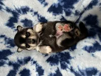 Grant, a male Alaskan Klee Kai for sale in Elkhart, IN – 4 of 4
