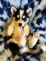 Valentino, a male Alaskan Klee Kai and Pomsky for sale in Elkhart, IN – 6 of 6