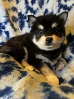 Ilow, a male Alaskan Klee Kai for sale in Elkhart, IN – 2 of 4