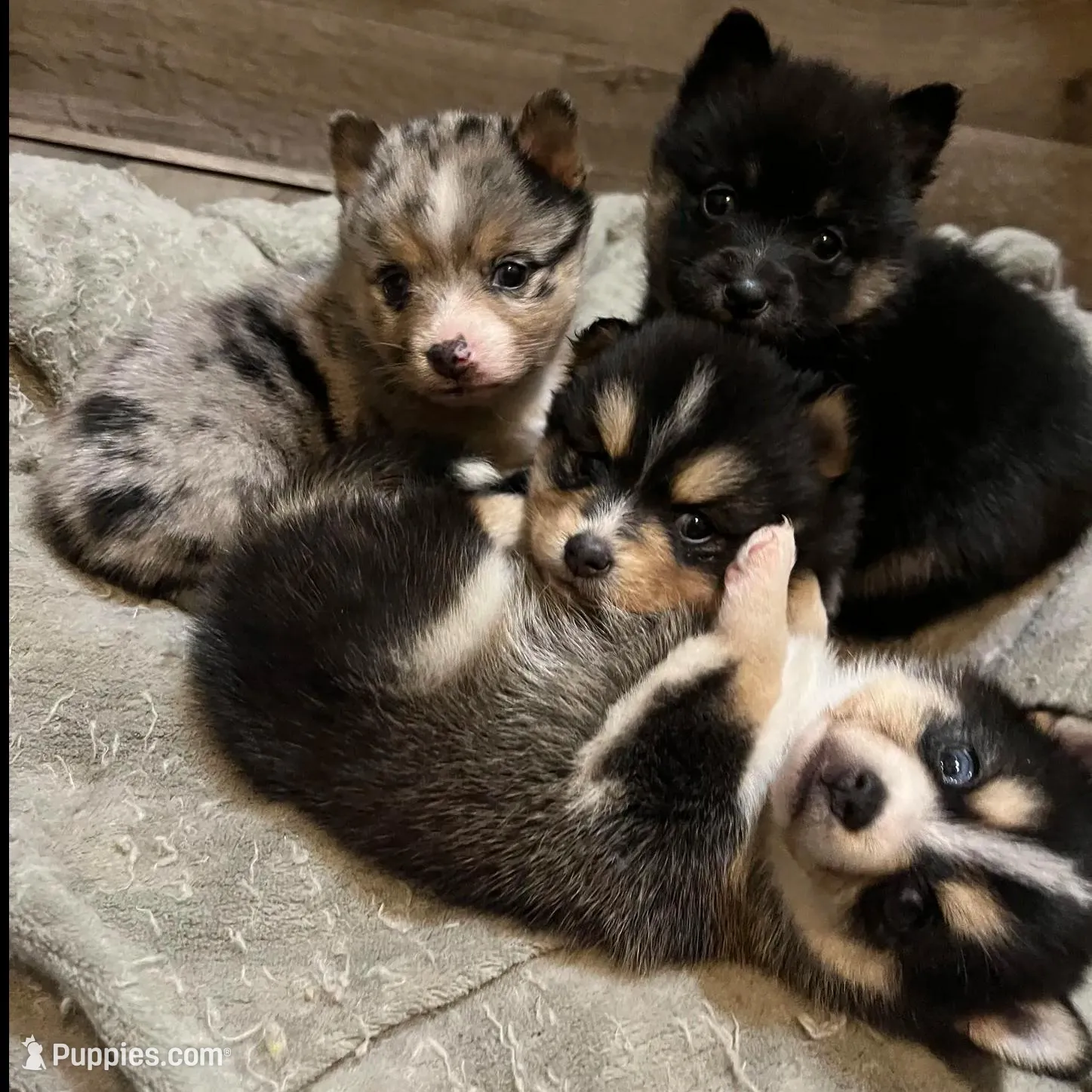 Pepper, a female Pomeranian and Alaskan Klee Kai for sale in Elkhart, IN – Photo 10 of 10