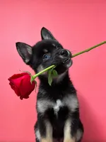 Pepper, a female Pomeranian and Alaskan Klee Kai for sale in Elkhart, IN – Photo 1 of 10