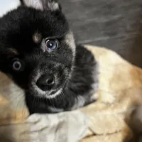 Pepper, a female Pomeranian and Alaskan Klee Kai for sale in Elkhart, IN – Photo 3 of 10