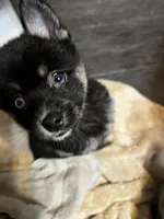 Pepper, a female Pomeranian and Alaskan Klee Kai for sale in Elkhart, IN – Photo 3 of 10