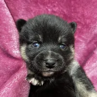 Pepper, a female Pomeranian and Alaskan Klee Kai for sale in Elkhart, IN – Photo 8 of 10