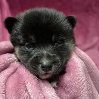 Pepper, a female Pomeranian and Alaskan Klee Kai for sale in Elkhart, IN – Photo 6 of 10