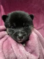 Pepper, a female Pomeranian and Alaskan Klee Kai for sale in Elkhart, IN – Photo 6 of 10